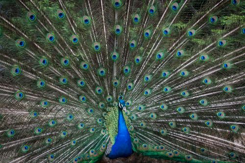 Free Stunning photo of a peacock with vibrant, fully spread tail feathers showcasing intricate patterns. Stock Photo