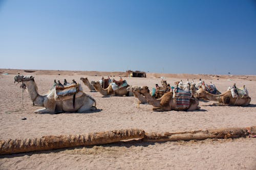 Camels on Brown Sand