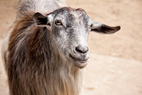 Close Up Photo of a Goat