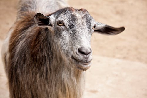 Gratis stockfoto met boerderijdier, detailopname, dierenfotografie