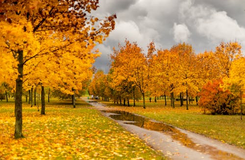 Photos gratuites de arbres, automne, environnement