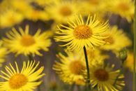 A Close-Up Shot of Leopard's Bane Flowers