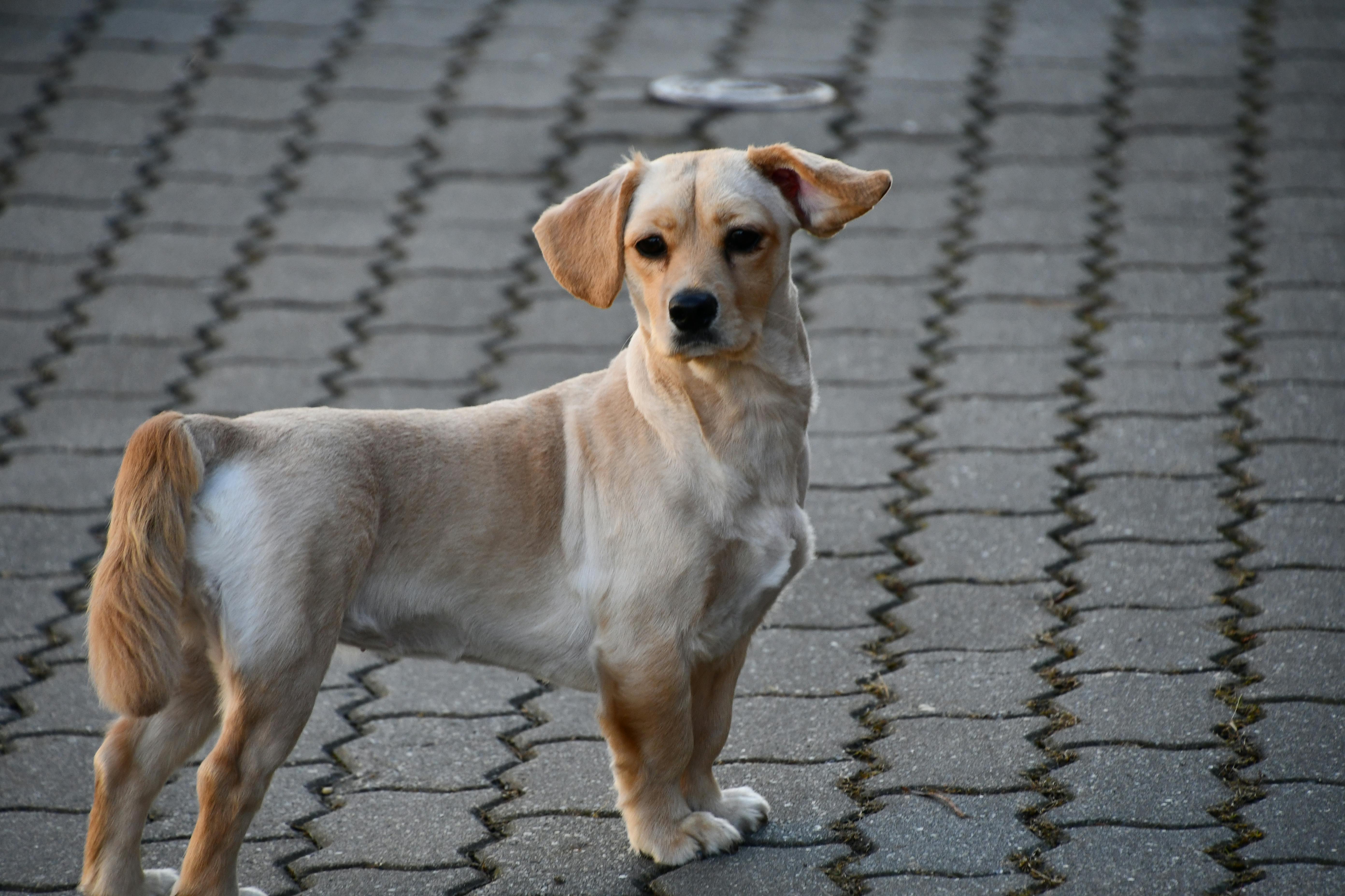 かわいい動物 かわいい犬 スニフスニフの無料の写真素材