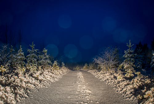 Gray and White Filled of Snow Trees and Pathwalk