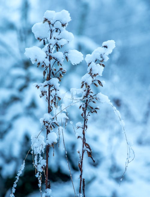 Fleur Fanée Avec Des Particules De Glace Pendant La Journée