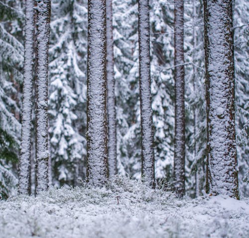 Flacher Fokus Fotografie Von Bäumen, Die Vom Schnee Gefüllt Werden