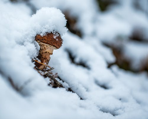 Kostnadsfria Kostnadsfri bild av frost, frostig, frysning Stock foto