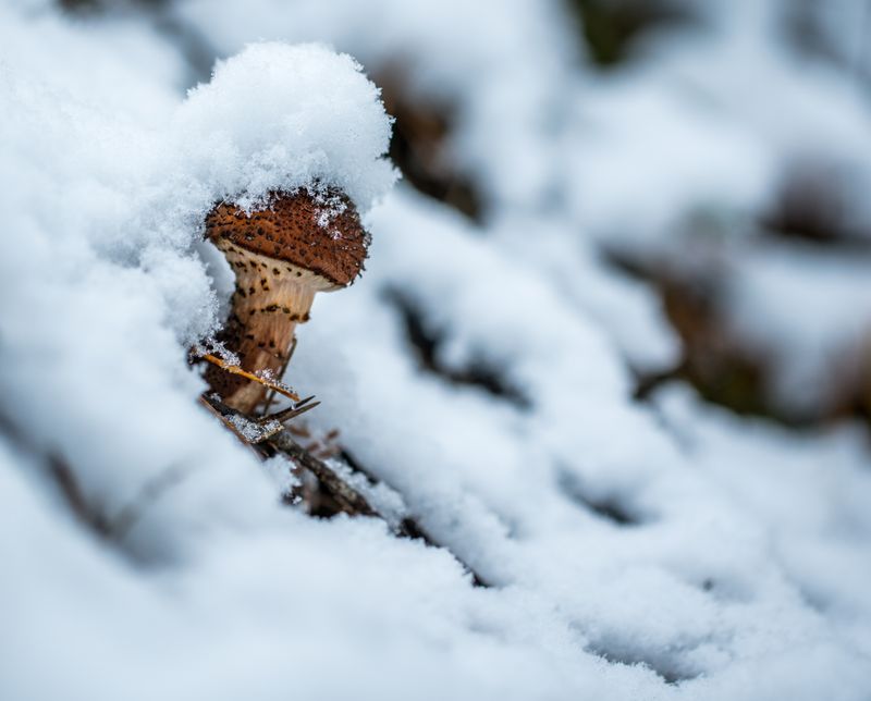Mushroom dusted with snow found in a winter landscape, creating a frosty scene.