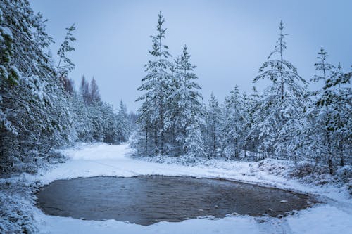 Grayscale Photography of Lake Surrounded With Trees