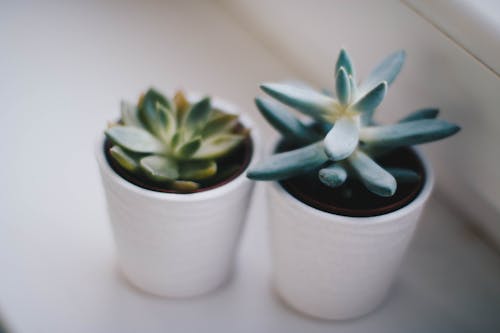 Two Green Succulent Plants