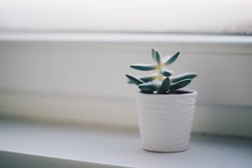 Free Green Succulent Plant in White Pot Stock Photo