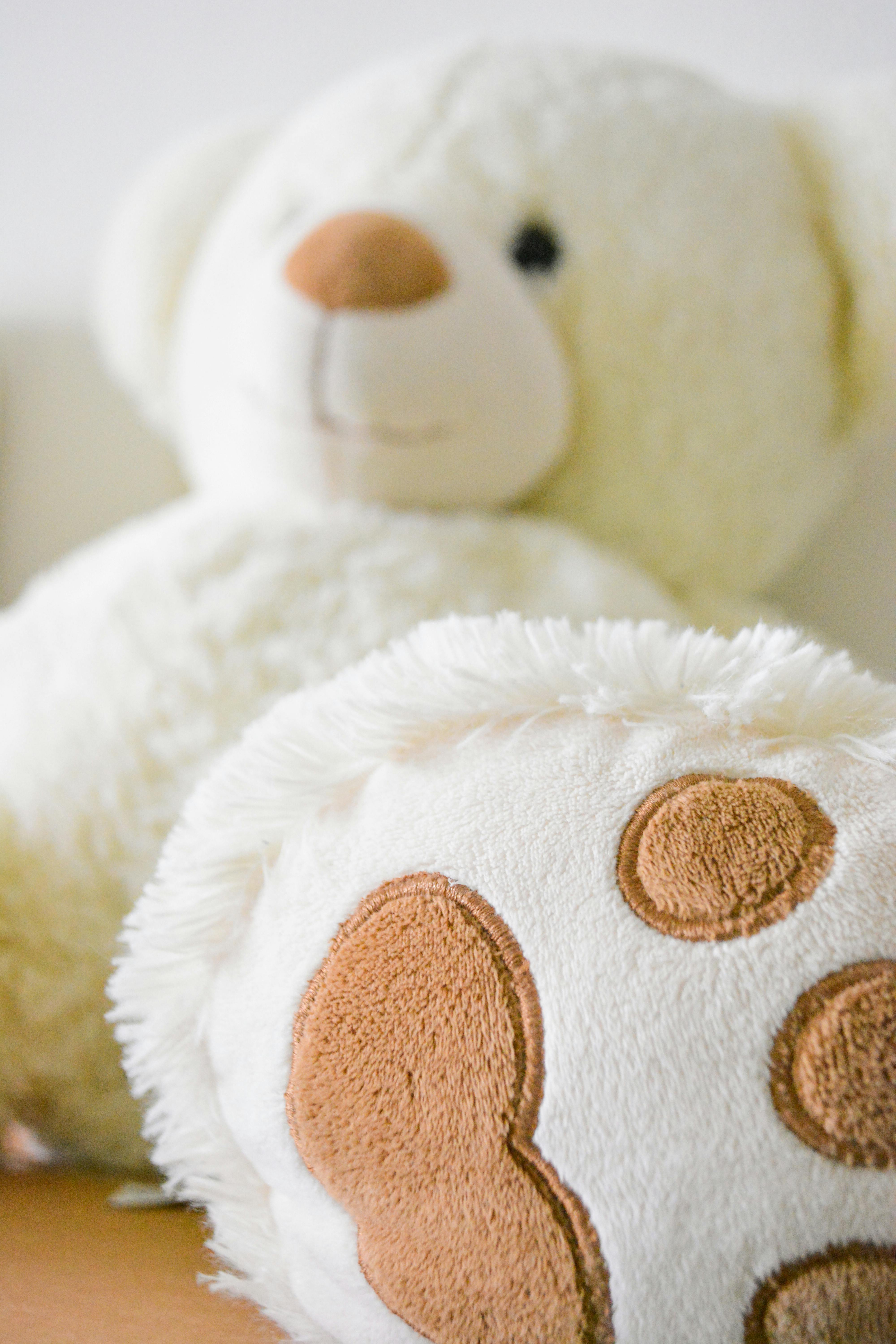 Teddy Bear Photos, Download The BEST Free Teddy Bear Stock Photos