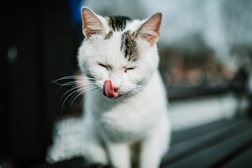 Free Adorable Cat in Tilt Shift Lens  Stock Photo