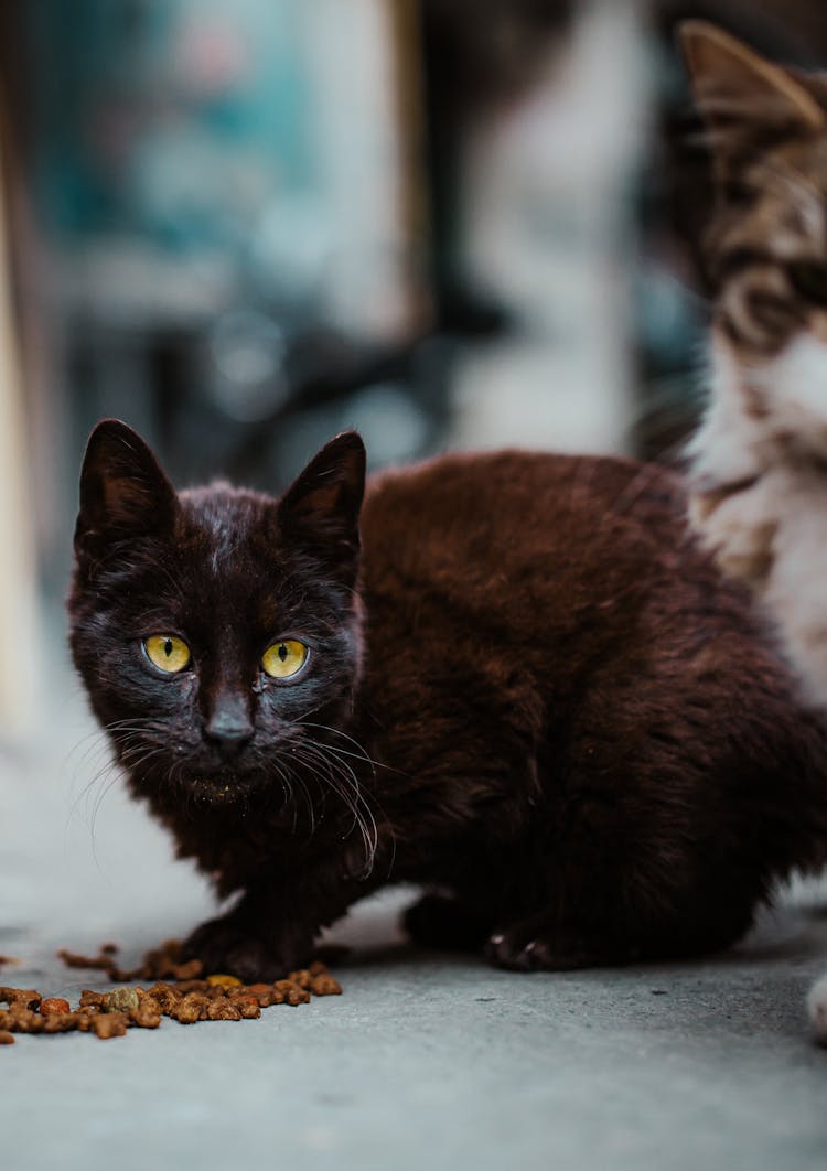 Curious Cat Looking At Camera