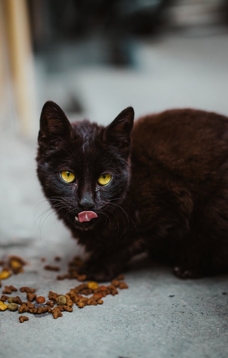 Cute Cat Eating Food On Street