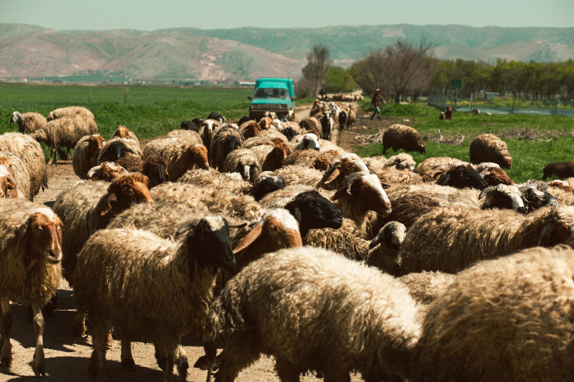 Flock of sheep in countryside