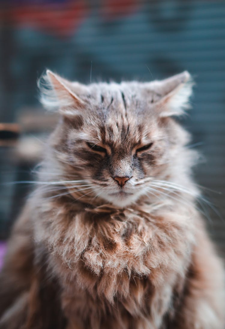 Unhappy Fluffy Cat In City Street