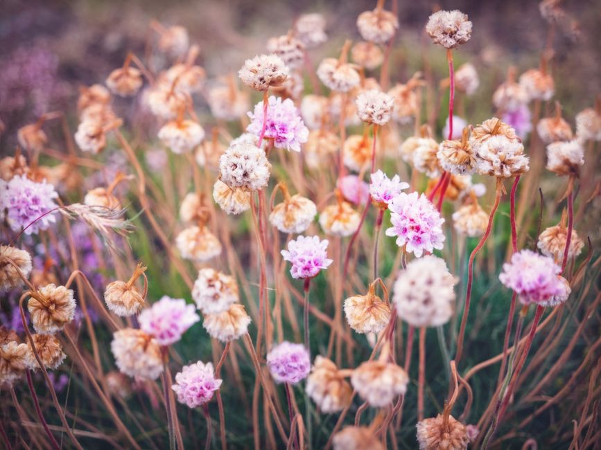 Beautiful blooming pink wildflowers in the Westfjords Region of Iceland, showcasing natural beauty.