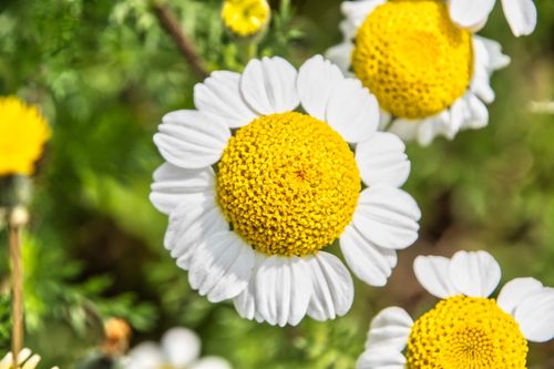 Free Vibrant chamomile flowers in bloom depicted close-up, showcasing yellow centers and white petals. Stock Photo