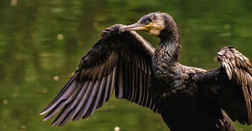 Foto profissional grátis de animais selvagens, asas, ave