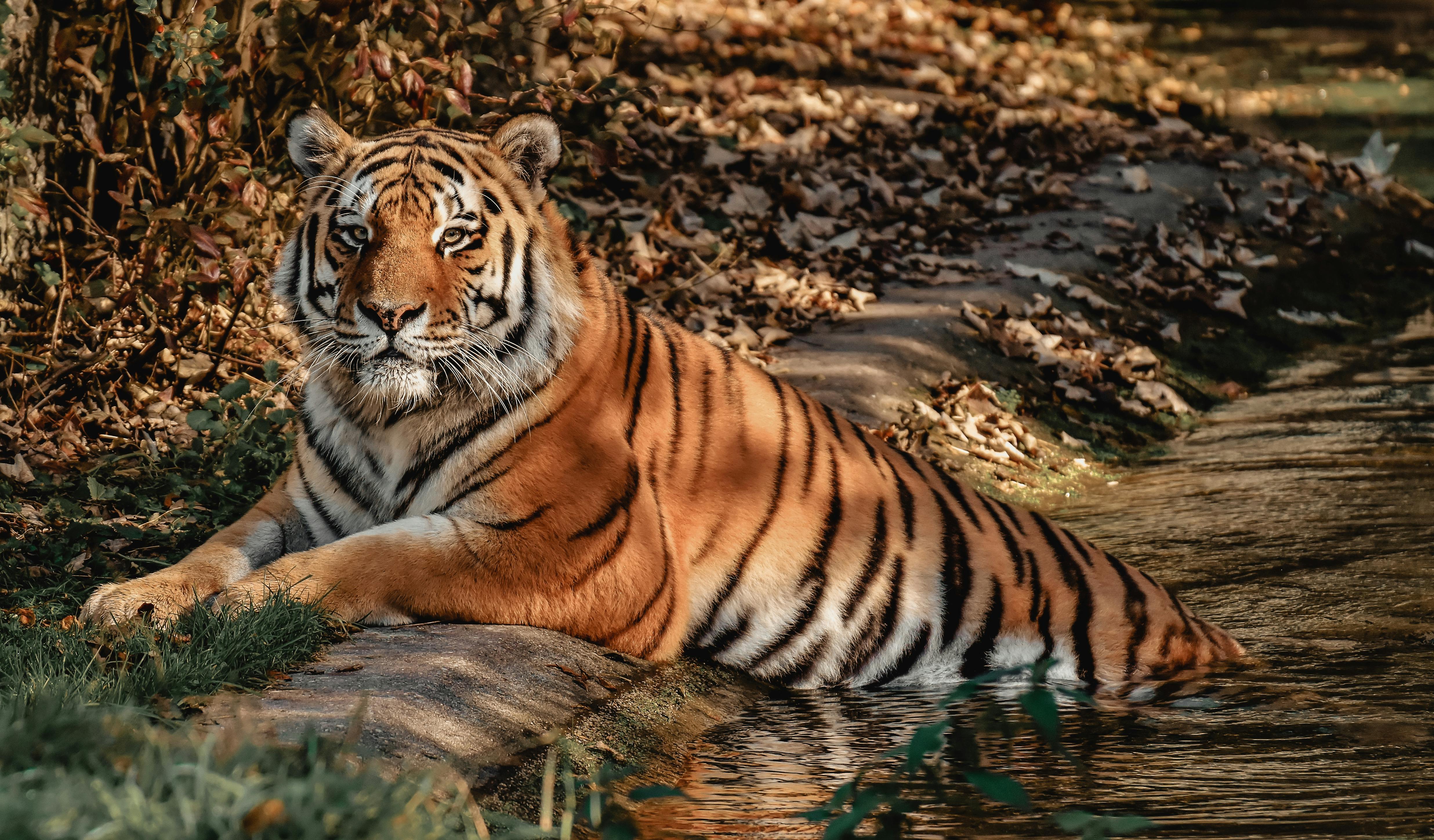 A Bengal tiger lounging elegantly by a riverbank in a natural setting.