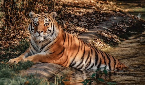 Free A Tiger on Water Stock Photo