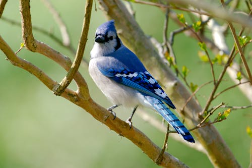 Бесплатное стоковое фото с ветви, голубая сойка, животное