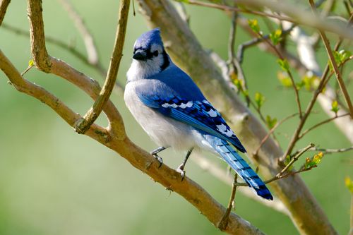 Free Close-up of a vivid blue jay bird perched on a branch during springtime. Stock Photo