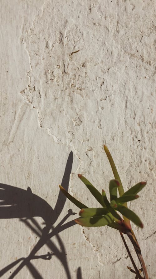 Free stock photo of light and shadow, muro, plant