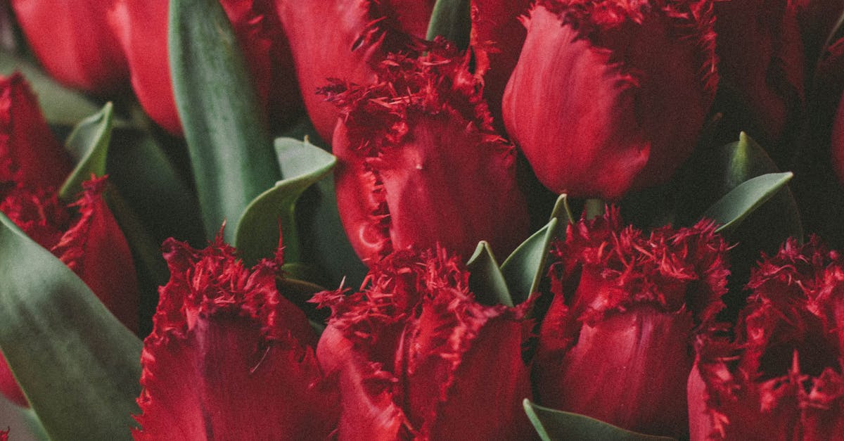 Artificial Red Tulips