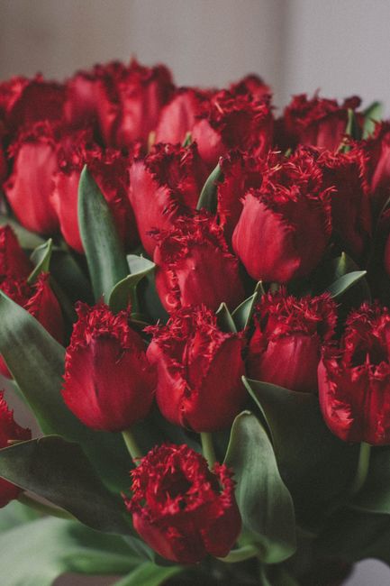 Beautiful close-up of blooming red tulips with lush green leaves, conveying vibrant spring energy.