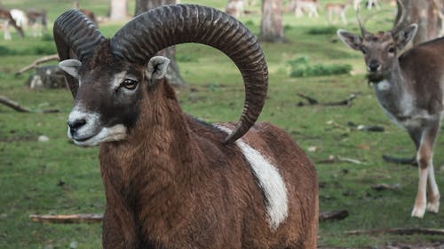 Close Up Photo of Goats with Big Horns