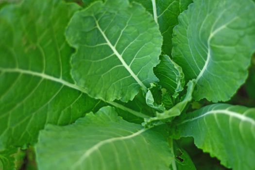 Close-up shot of fresh, vibrant green cabbage leaves showcasing their texture and patterns.