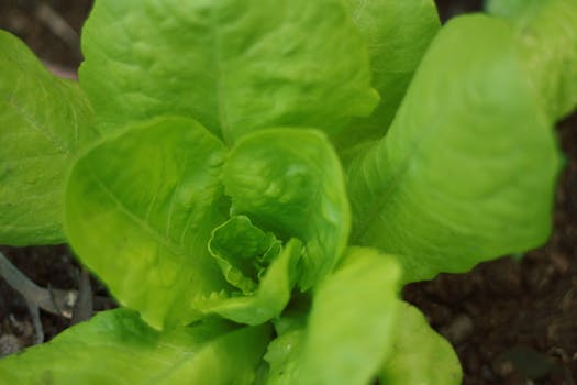 lettuce leaves image