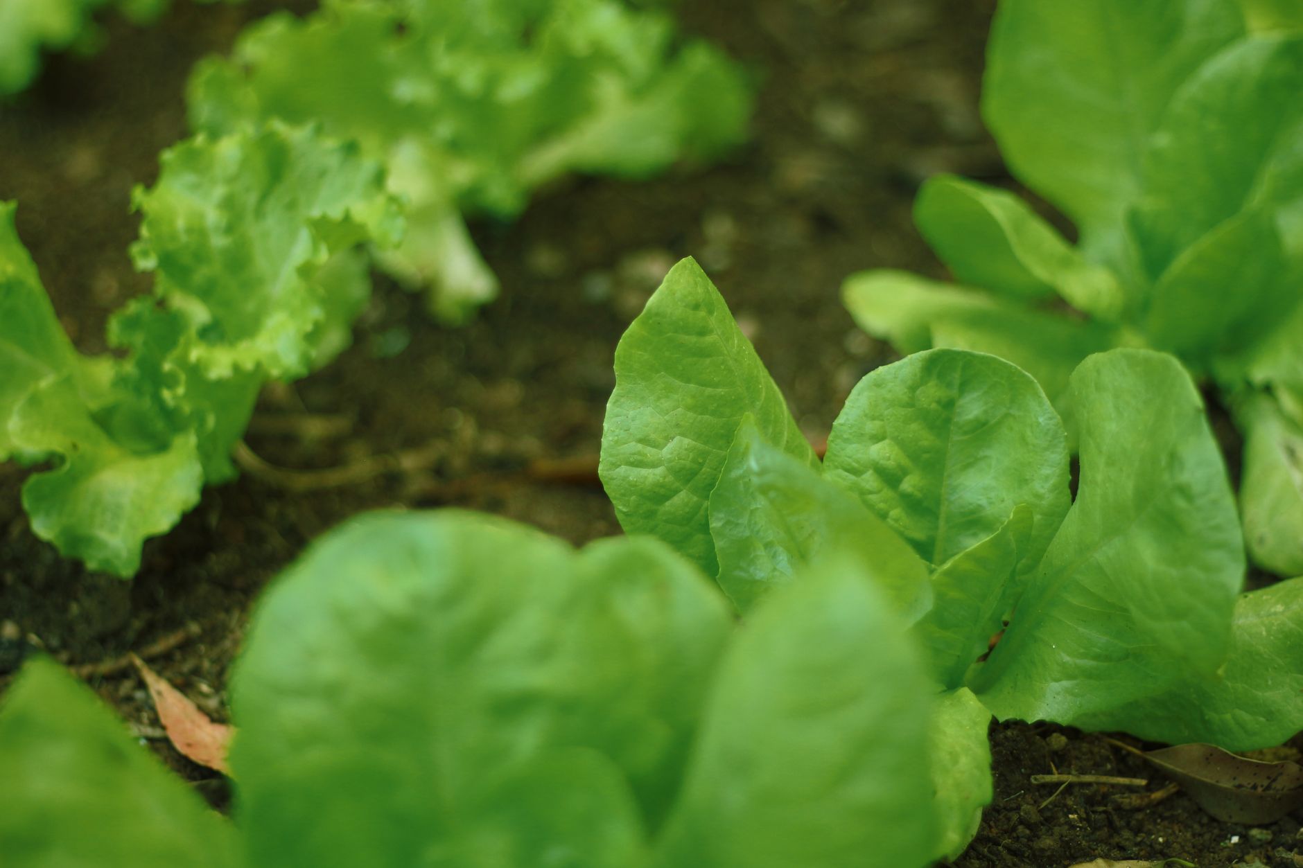fresh crisp lettuce leaves being harvested from raised bed