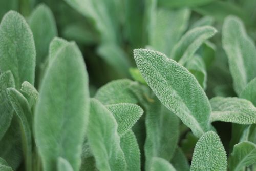 Free Detailed close-up of soft, fuzzy Lamb's Ear leaves showcasing their unique texture. Stock Photo