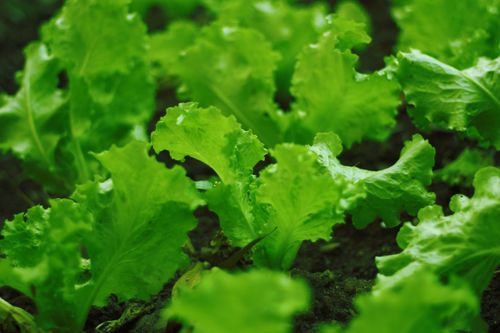 Free Close-up of vibrant green lettuce leaves thriving in a garden. Stock Photo