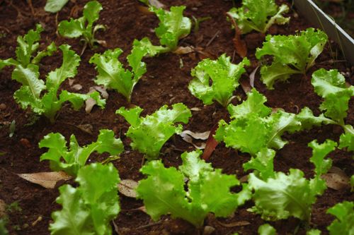 Free Close-up of fresh green lettuce plants growing in garden soil outdoors. Stock Photo