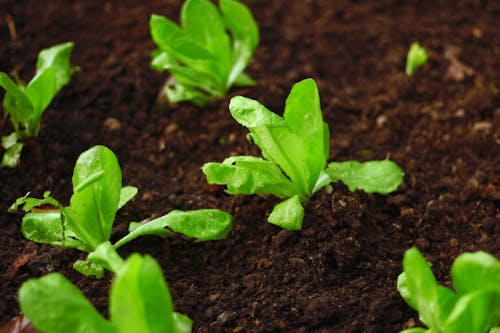 Green Lettuce Leaves on Brown Soil