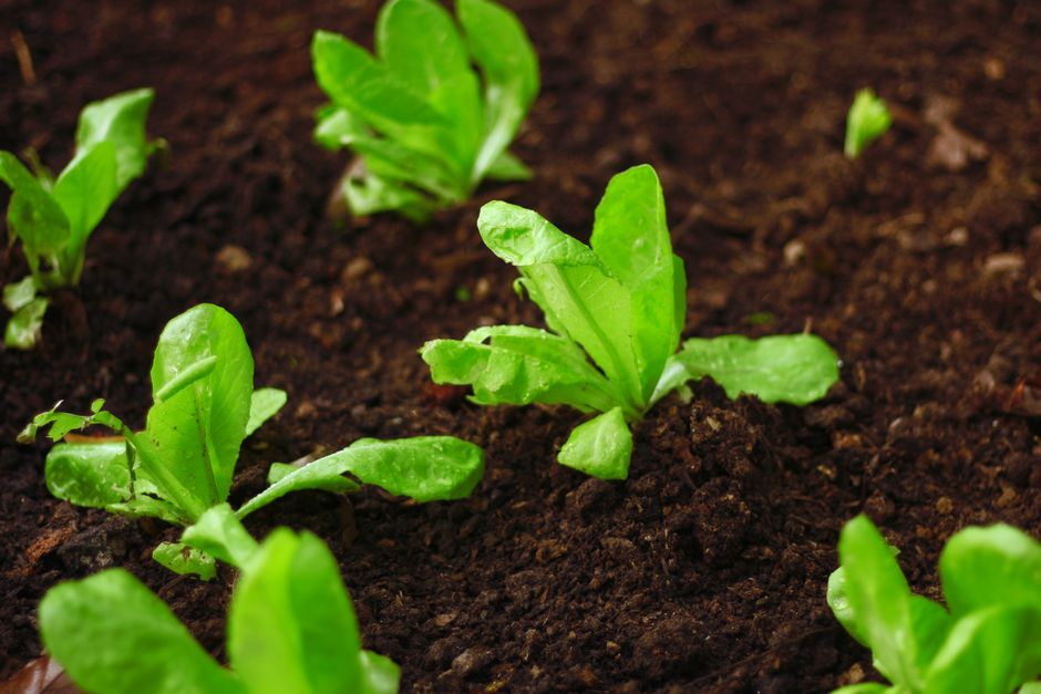 Healthy organic soil ready for planting