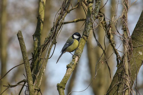 Great Tit Perched on a Tree Branch 