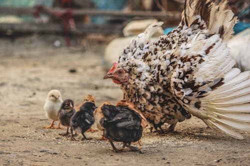 Free White and Black Hen Beside Chicken Chicks Stock Photo