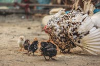 一只母鸡带着小鸡在乡村户外啄食
