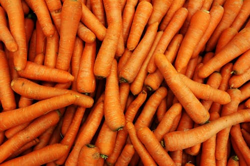 Free Fresh Carrots Stock Photo
