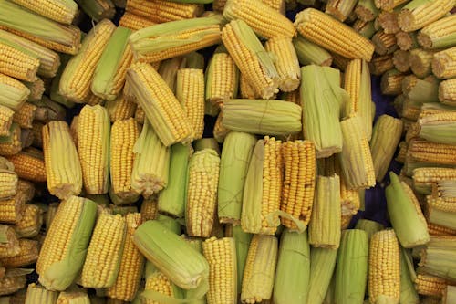 Bunch of Yellow Corn