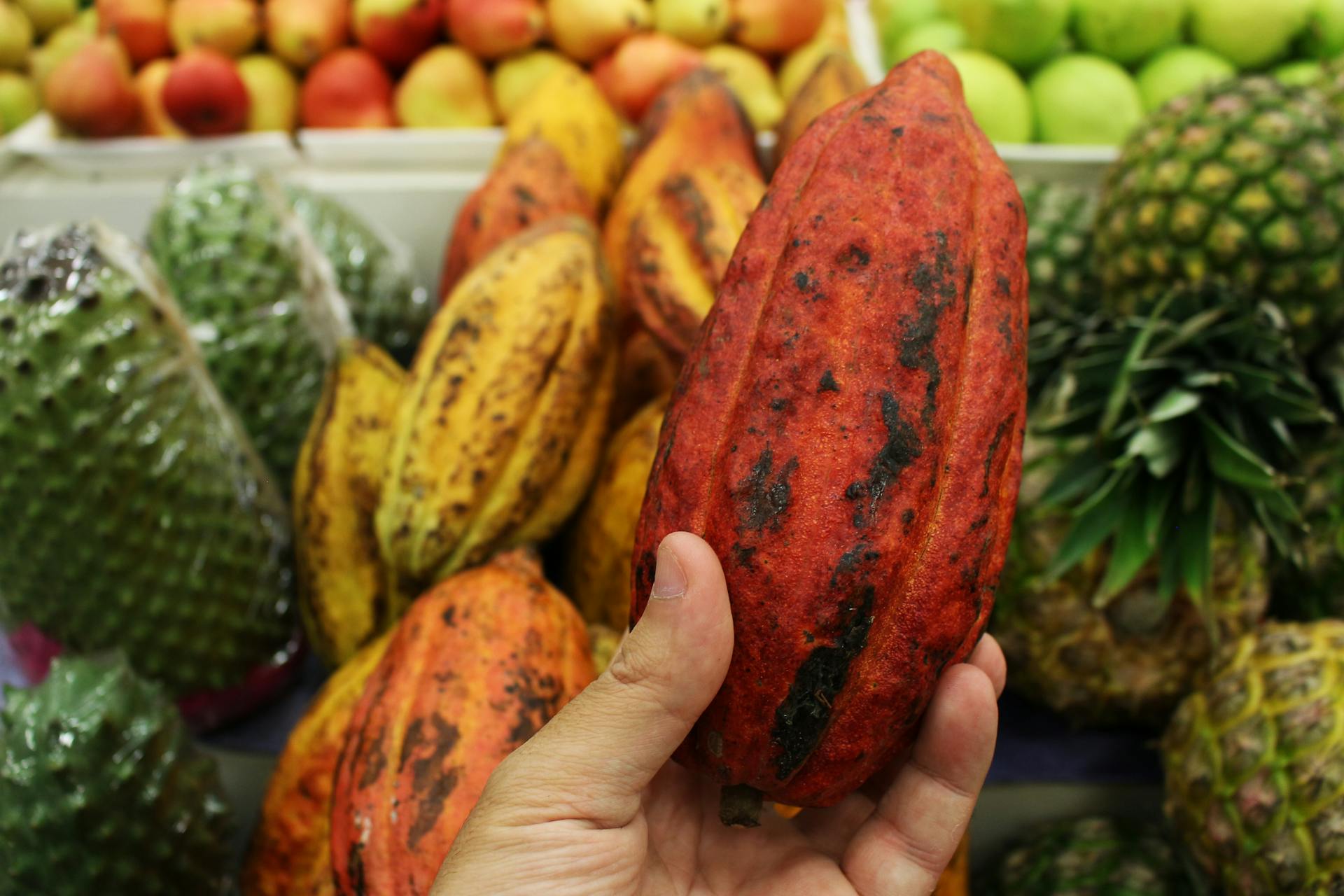 Close-up of a cocoa pod in hand surrounded by tropical fruits in a market.