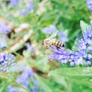 宏观镜头下，蜜蜂在户外花园中为充满活力的蓝色花朵授粉