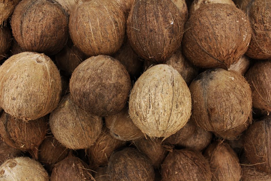 Close-up view of a pile of whole, organic coconuts showcasing their rough, brown shells.