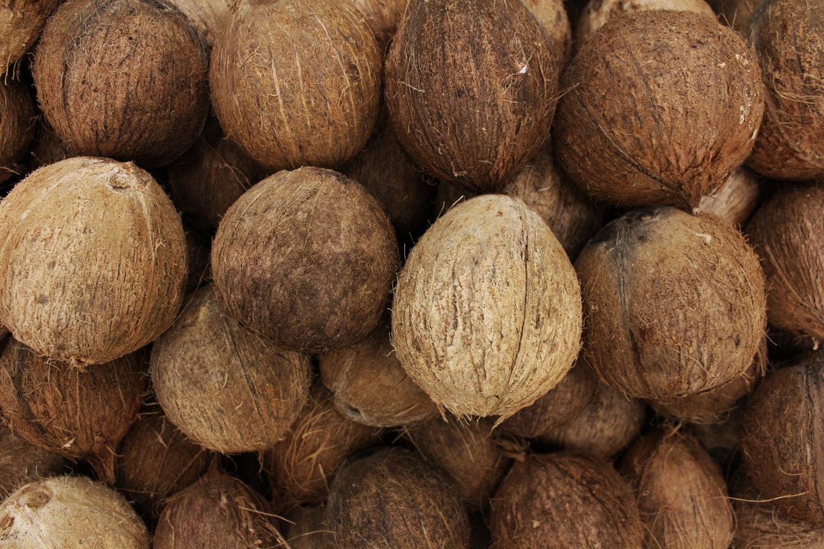 Coconut — wholesale produce supplier nationwide