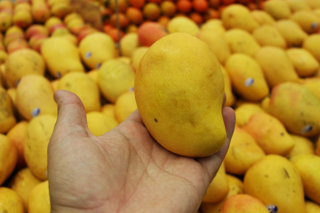 A hand holding a ripe yellow mango above a pile of fresh tropical mangoes